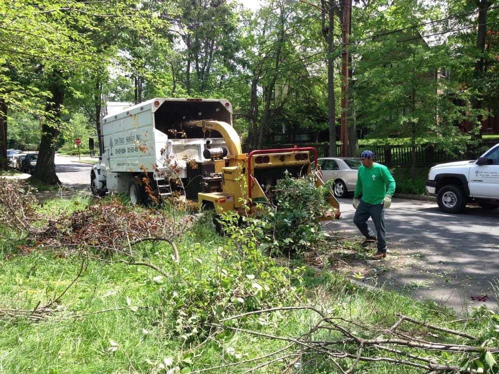 Jason A Maryland Tree Removal