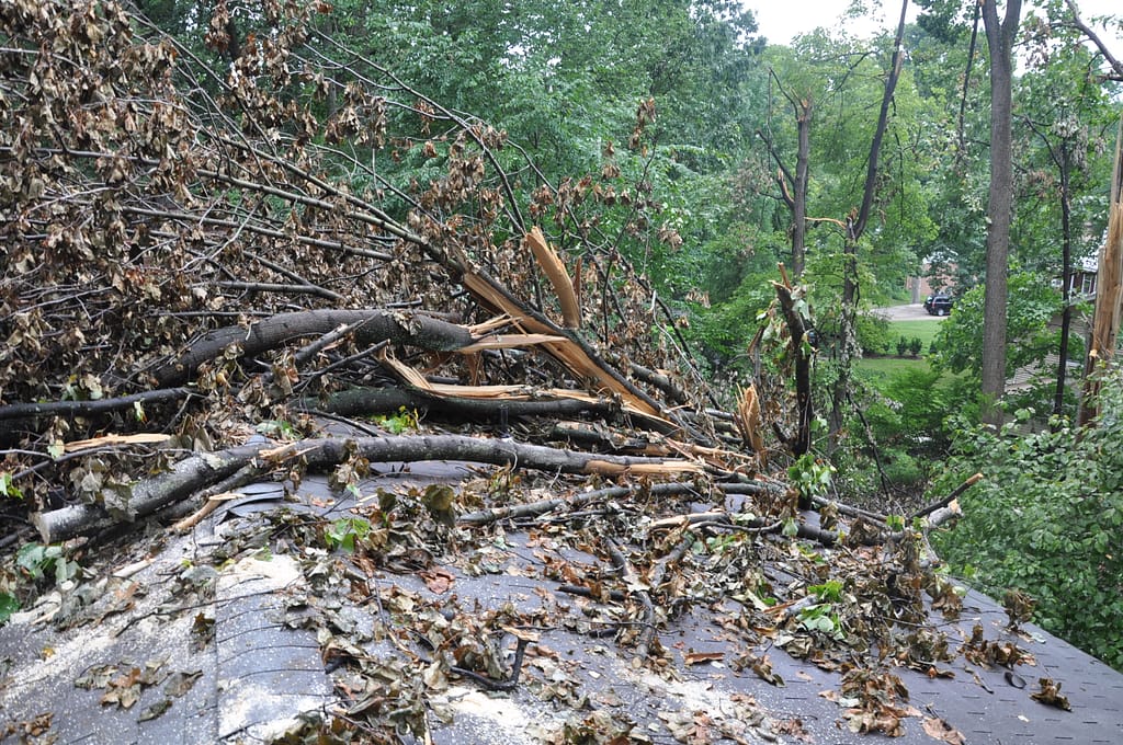 Tree removal tree trimming and pruning MD