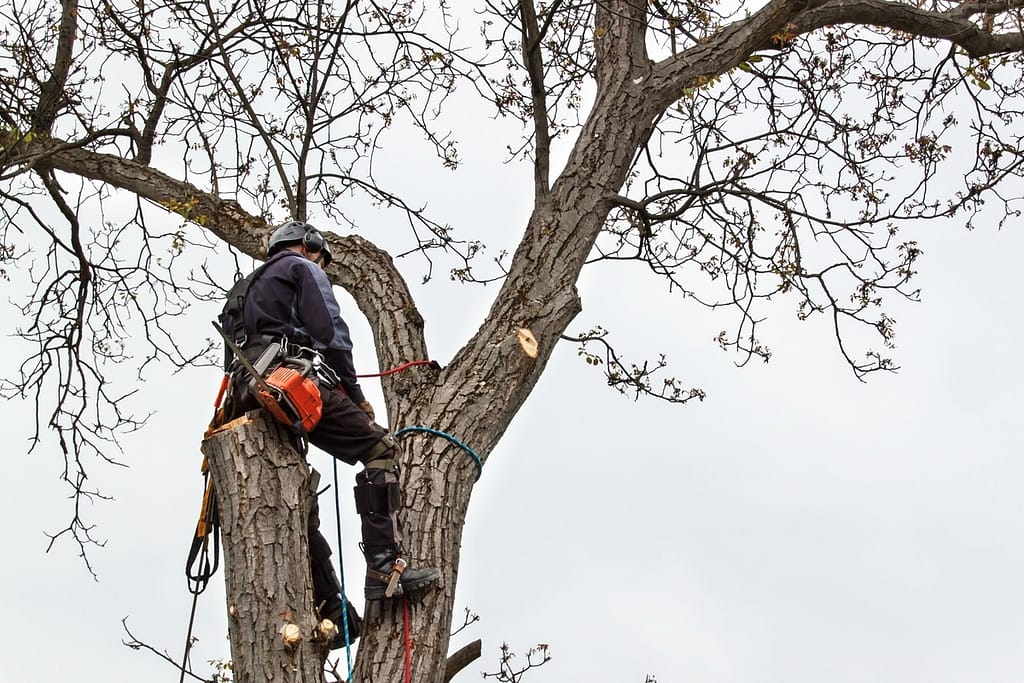 Emergency Tree Removal Chevy Chase