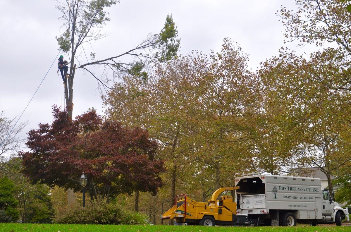 Tree Removal in Bethesda Maryland