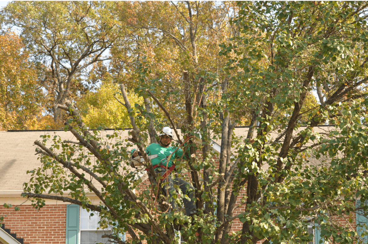 Tree Care in Bethesda Maryland