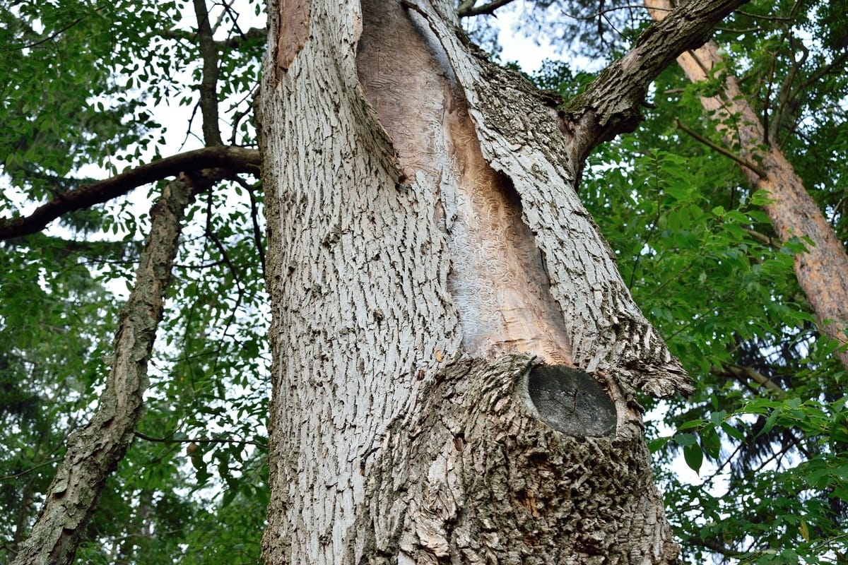 Ash Tree Removal