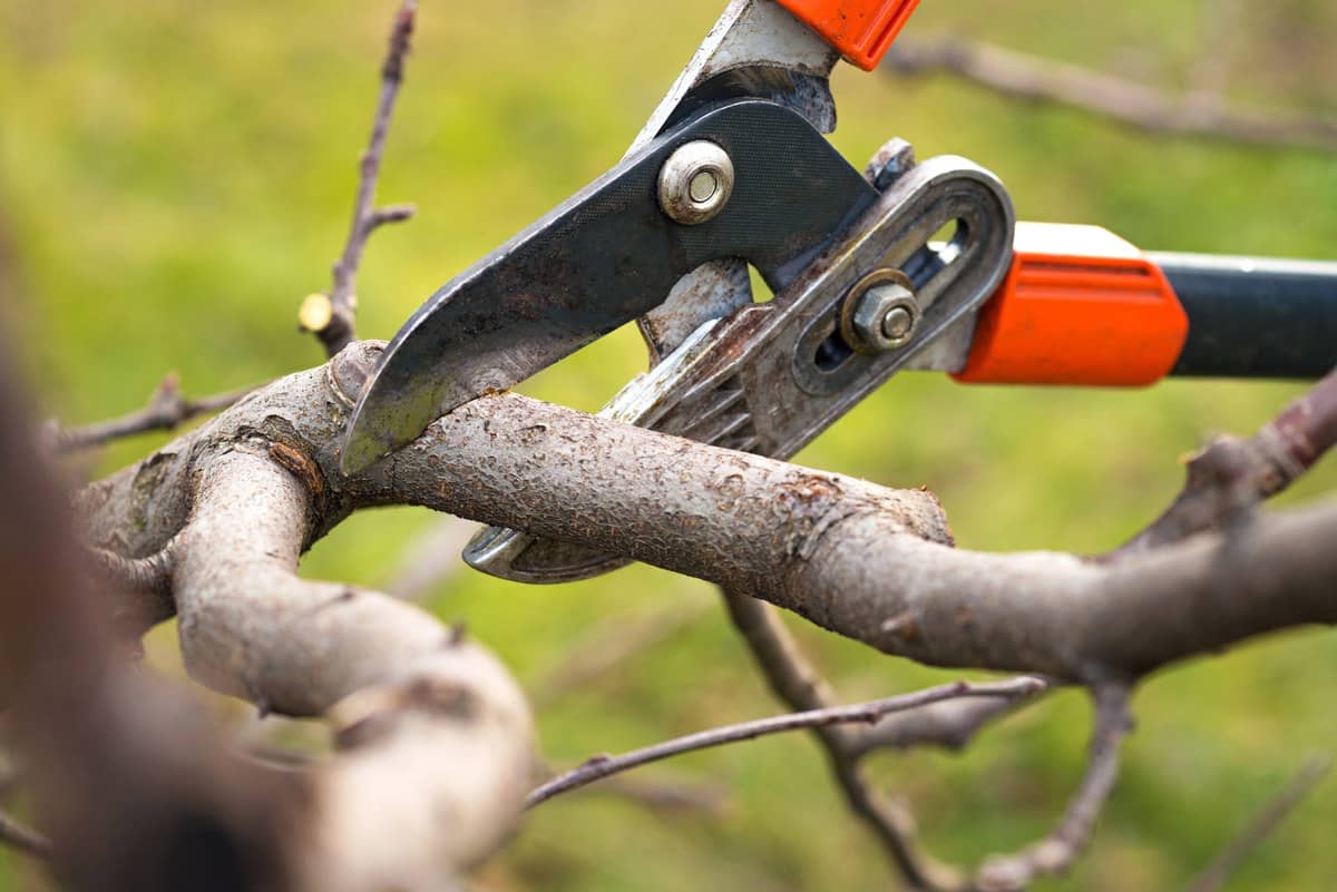 Using clippers during Silver Spring Tree Trimming