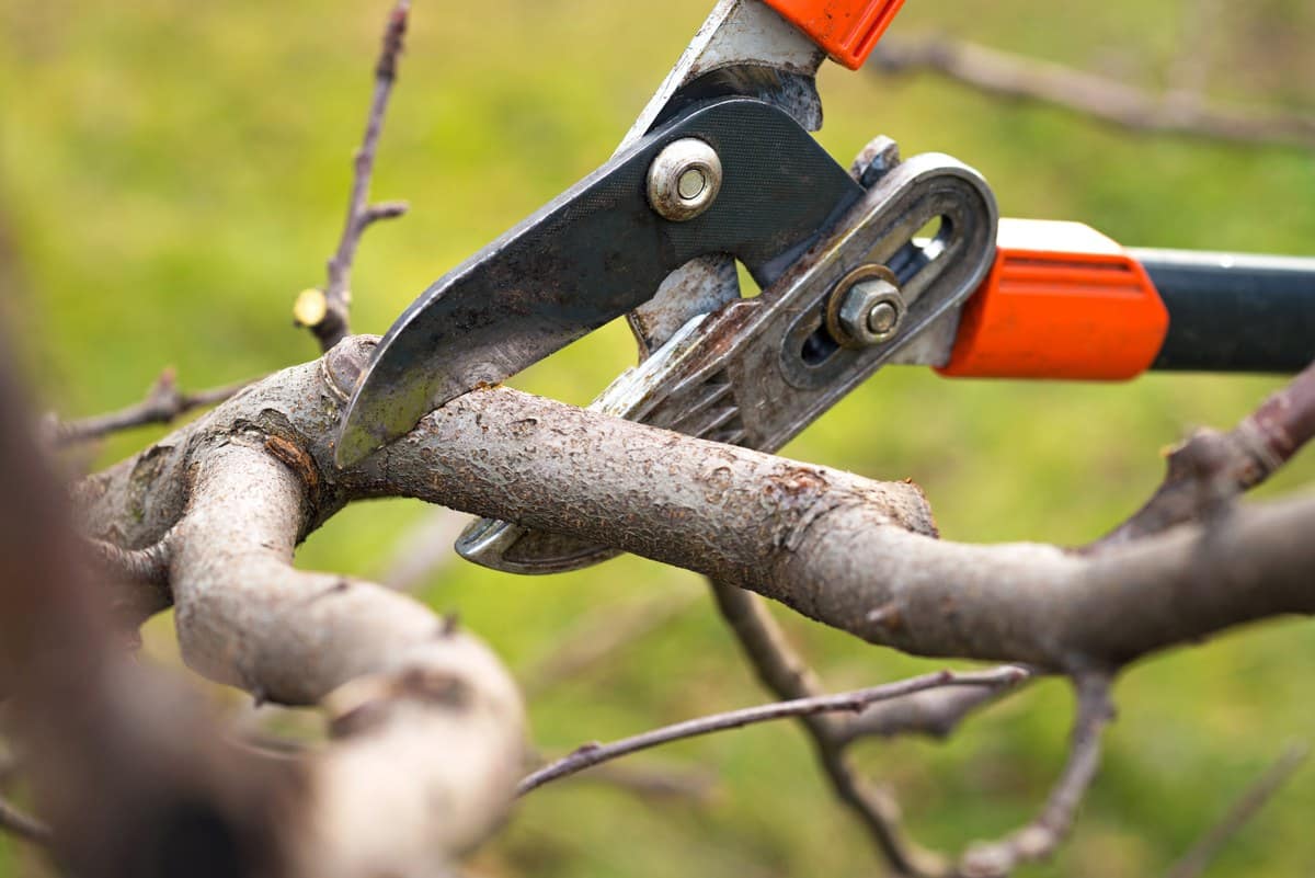 Using clippers during Silver Spring Tree Trimming