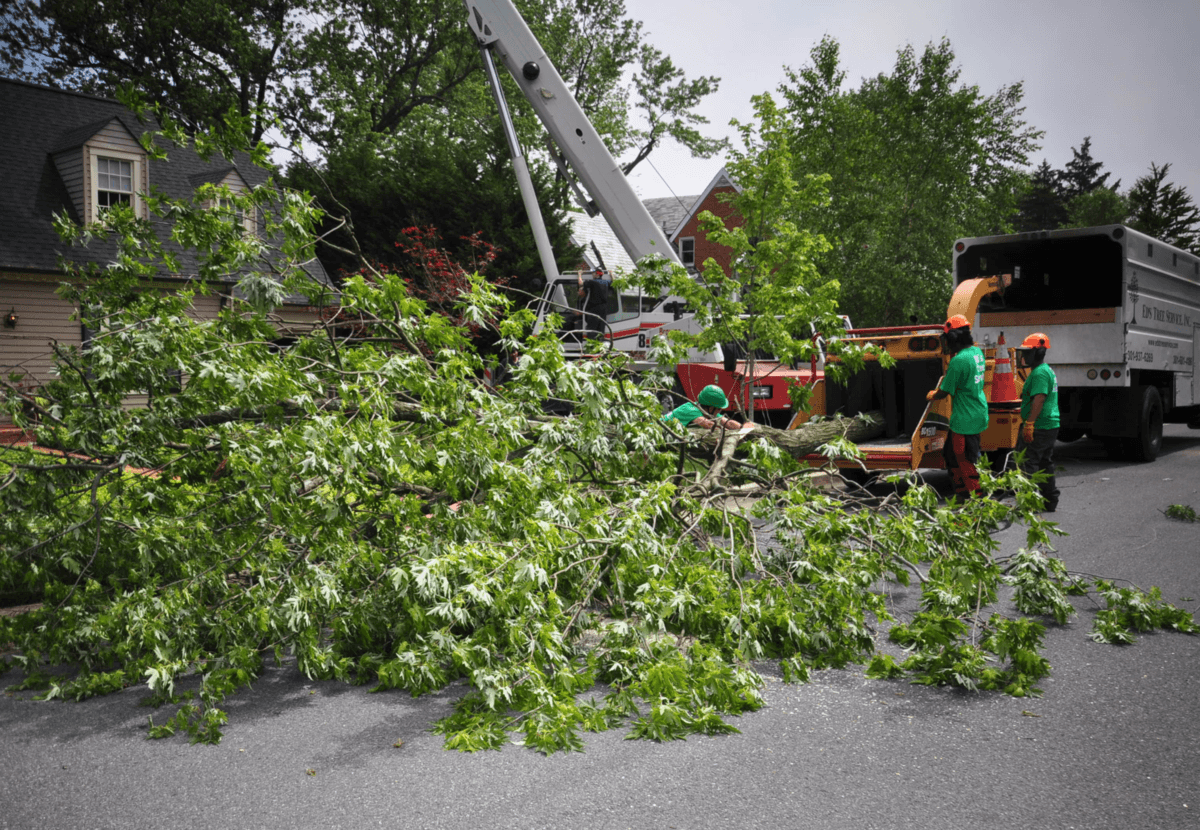 A large tree is being removed in a street.