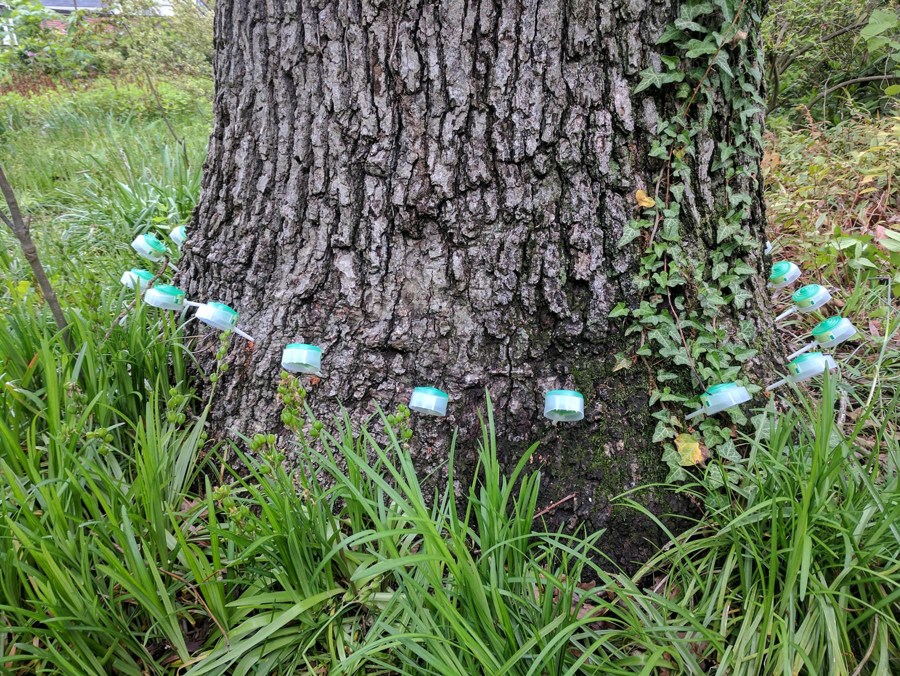 silver spring summer tree care