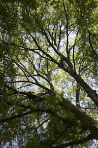 Family-Run Rockville Tree Service
