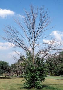 Ash Tree Removal - Emerald Ash Borer Beetle