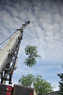 Professional tree removal services 