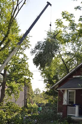 Hyattsville Tree Removal Company