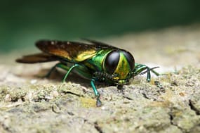 Emerald Ash Borer Treatment