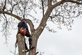 Tree Pruning Bethesda