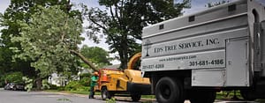 Expert Tree Removal Services, Rockville, Stump Removal Machine
