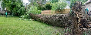 Large tree toppled in yard, Ed's Tree Service emergency tree removal