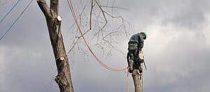 Expert Tree Removal, Gaitherburg, ETS Removing Tree