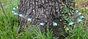 Tree fertilization in DC