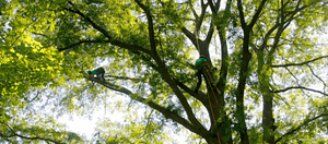 Tree Trimming & Pruning w/ Ed's Tree Service