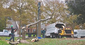 Ed's Tree Service trims a tree in suburban Maryland