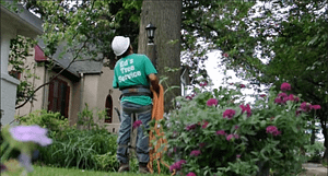Emergency Tree Removal Chevy Chase