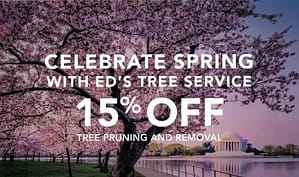 tree removal service