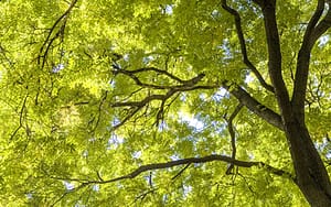tree trimming services