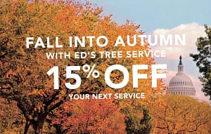 tree removal service