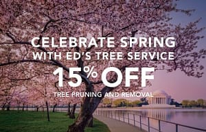 Spring Special 15% Off