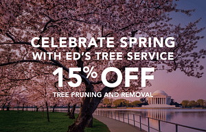 Tree Pruning and Removal