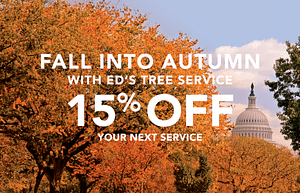 Ed's Tree Service Fall Special 2024