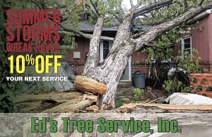 tree removal