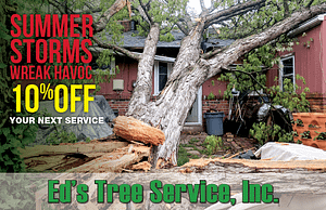 Tree Removal Services