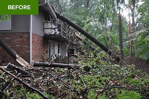Emergency Fallen Tree Removal Potomac