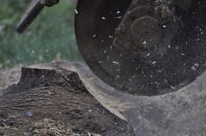 Pros of Tree Stump Removal in Bethesda, MD- stump grinding