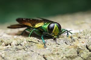 Emerald Ash Borer