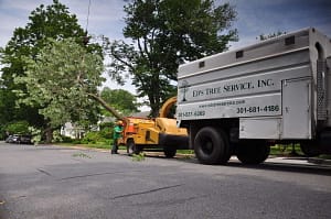 Emergency Tree Removal
