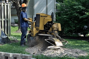 Ed's Tree Service Stump Removal in Chevy Chase Maryland, employee with machine removing stump