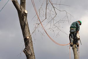 Ed's Tree Service worker climbing tall tree to trim