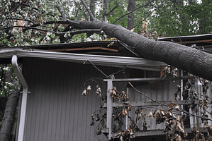Emergency Tree Removal in Silver Spring