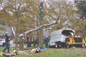 Licensed and Insured Tree Removal, Chevy Chase MD