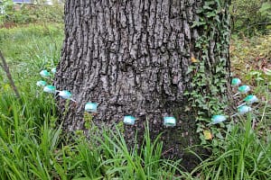 Fertilizing tree in Chevy Chase