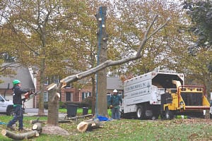 Tree Removal