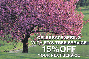 Spring Sale Tree Special