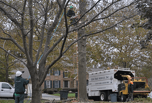 Professional Tree Pruning with Ed's Tree Service