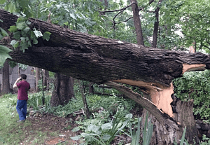 Emergency Tree Removal Company Adelphi