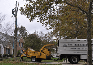 Licensed and Insured Tree Removal in Rockville Maryland