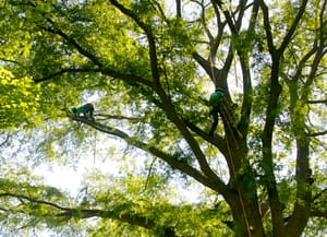 Bethesda Maryland Summer Tree Care