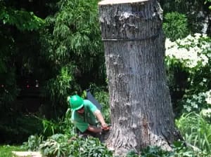 Man performing tree removal.