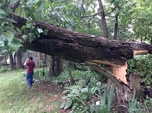 emergency fallen tree Maryland