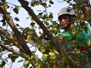 Emergency Rockville Tree Removal Company