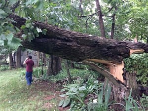 emergency tree removal bethesda